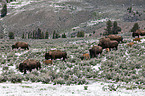 american bisons