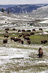 american bisons