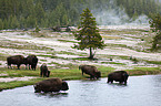 american bisons