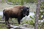 american bisons