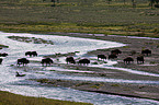 american bisons