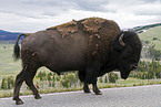 american bison