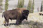 american buffalo