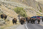 american buffalos