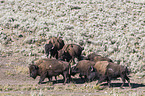 american buffalos