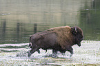 american buffalo