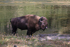 American buffalo