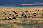 American buffalos