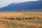 American buffalos