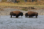 American buffalos