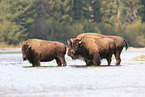 American buffalos