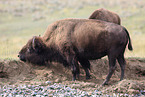 American buffalo