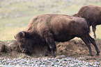 American buffalo