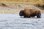 American buffalo