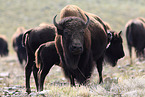 American buffalos