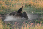 American buffalo