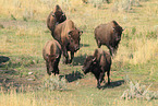 American buffalos
