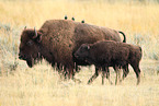 American buffalos