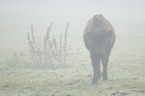 American bison