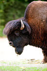 American bisons