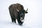 american buffalo