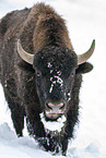 american buffalo