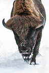 american buffalo