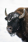 american buffalo