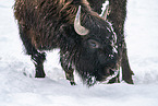 american buffalo