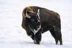 american buffalo