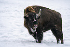 american buffalo