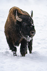 american buffalo