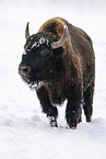 american buffalo