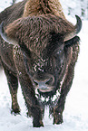 american buffalo