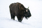 american buffalo