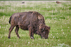 american buffalo