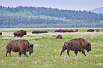 american buffalos