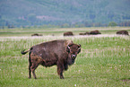 american buffalos