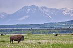 american buffalos