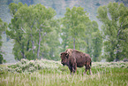 american buffalo