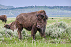 american buffalos