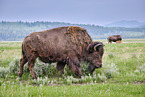 american buffalos