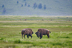 american buffalos