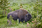 american buffalo