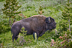 american buffalo