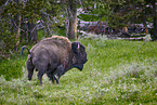 american buffalo