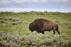 american buffalo