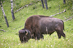 american buffalo