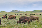 american buffalos