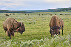 american buffalos